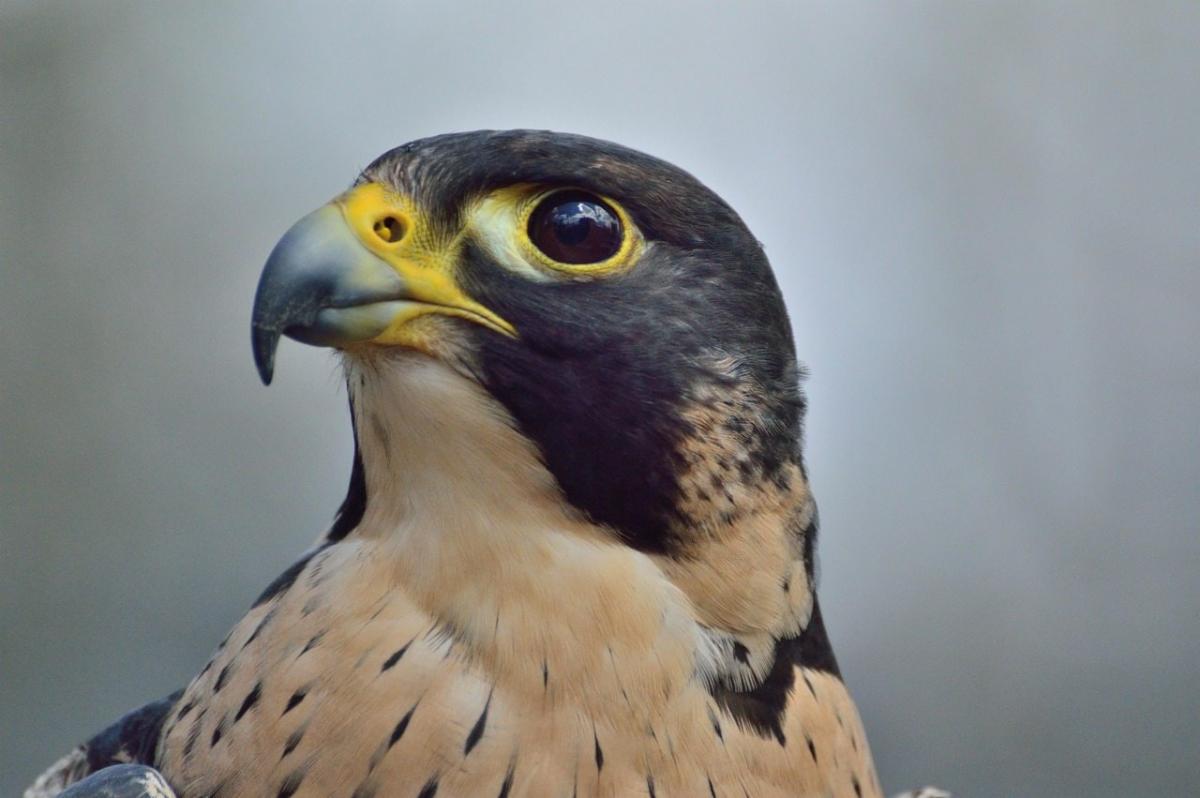 Tour: Live Raptor & Bird Exhibition