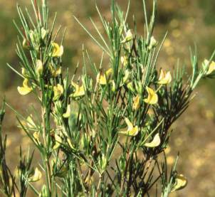 Rooibos Bush