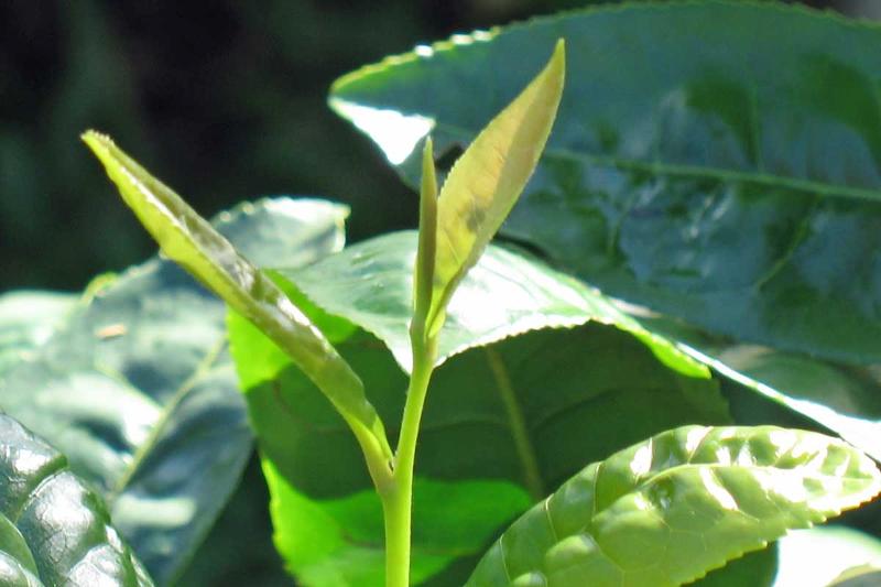 Two Leaves and a Bud