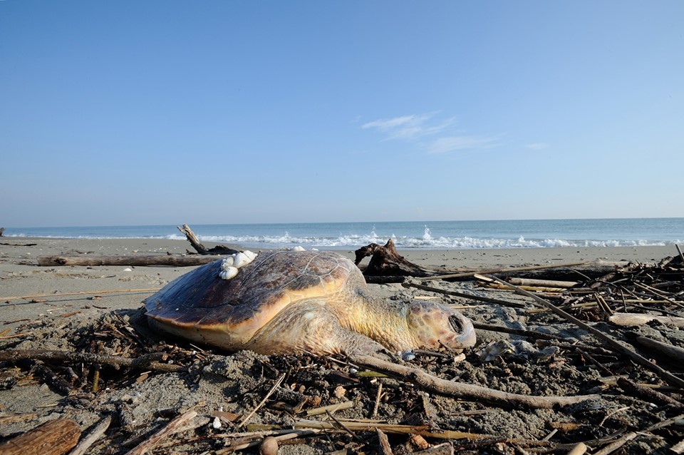 Atlantic Marine Conservation Society AMSEAS.jpg