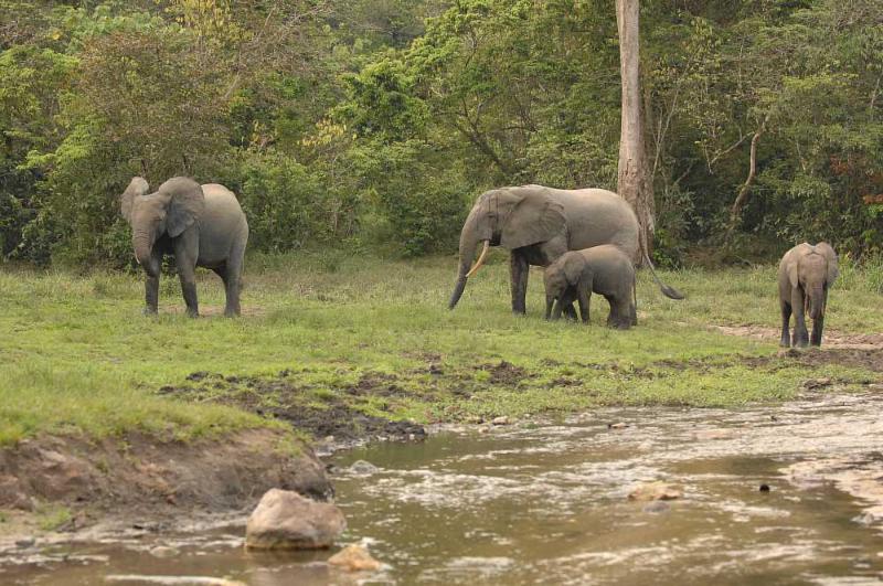 Elephant_CCopyright_Reto Kuster_E-Mail kuster.reto at gmx.net.jpg