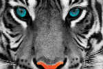 Tiger Blue Eyes - BNCT - Valentines Day