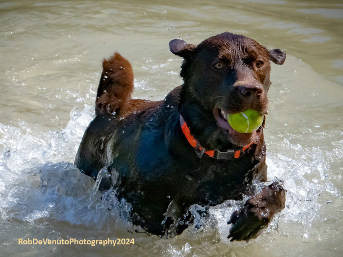 Brown dog splashes through the water carrying tennis ball in its mouth