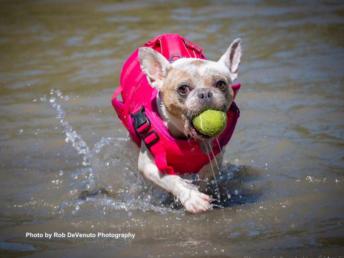 Dog days of summer