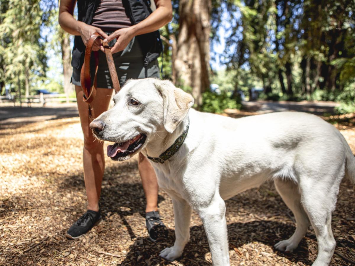 Fetch some fresh air