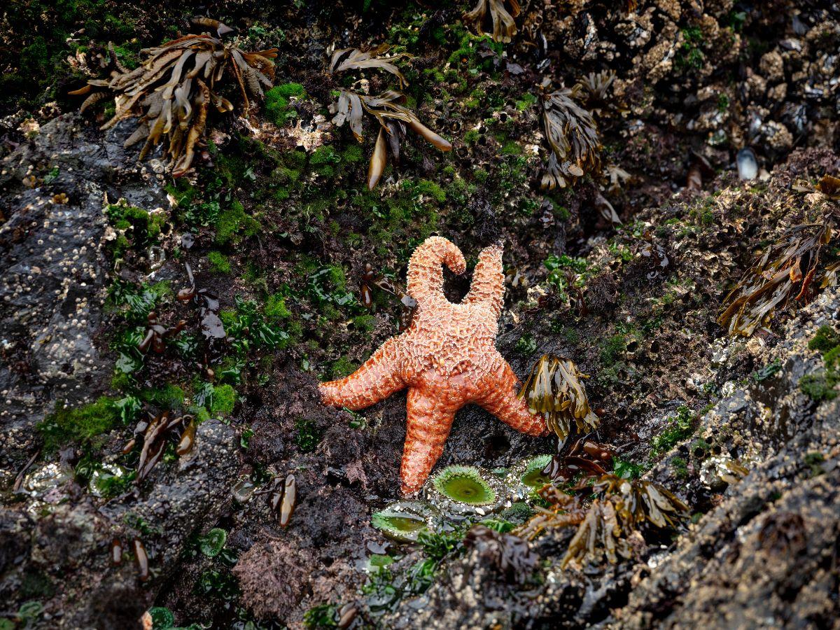 Rainbow Hike: Tide pool exploration