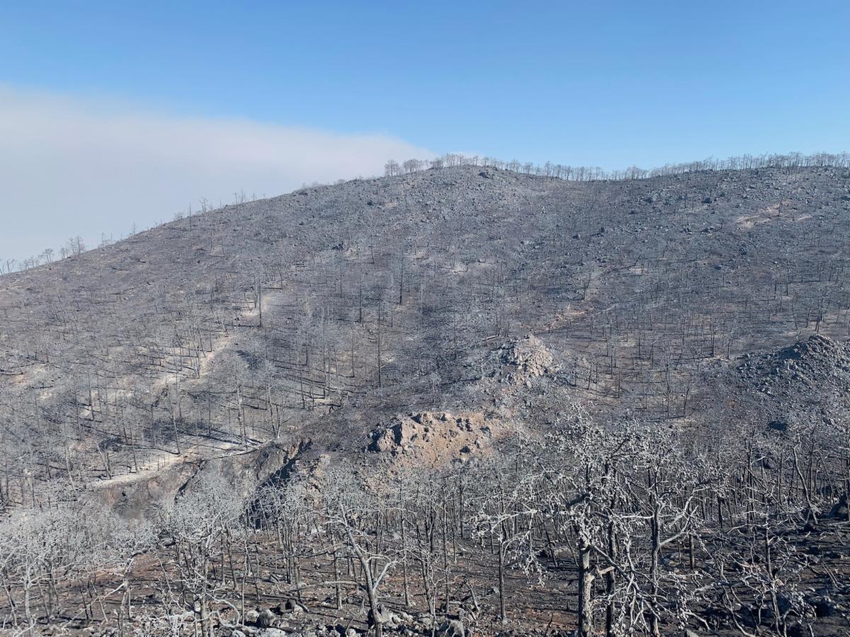 Hillside of burned trees