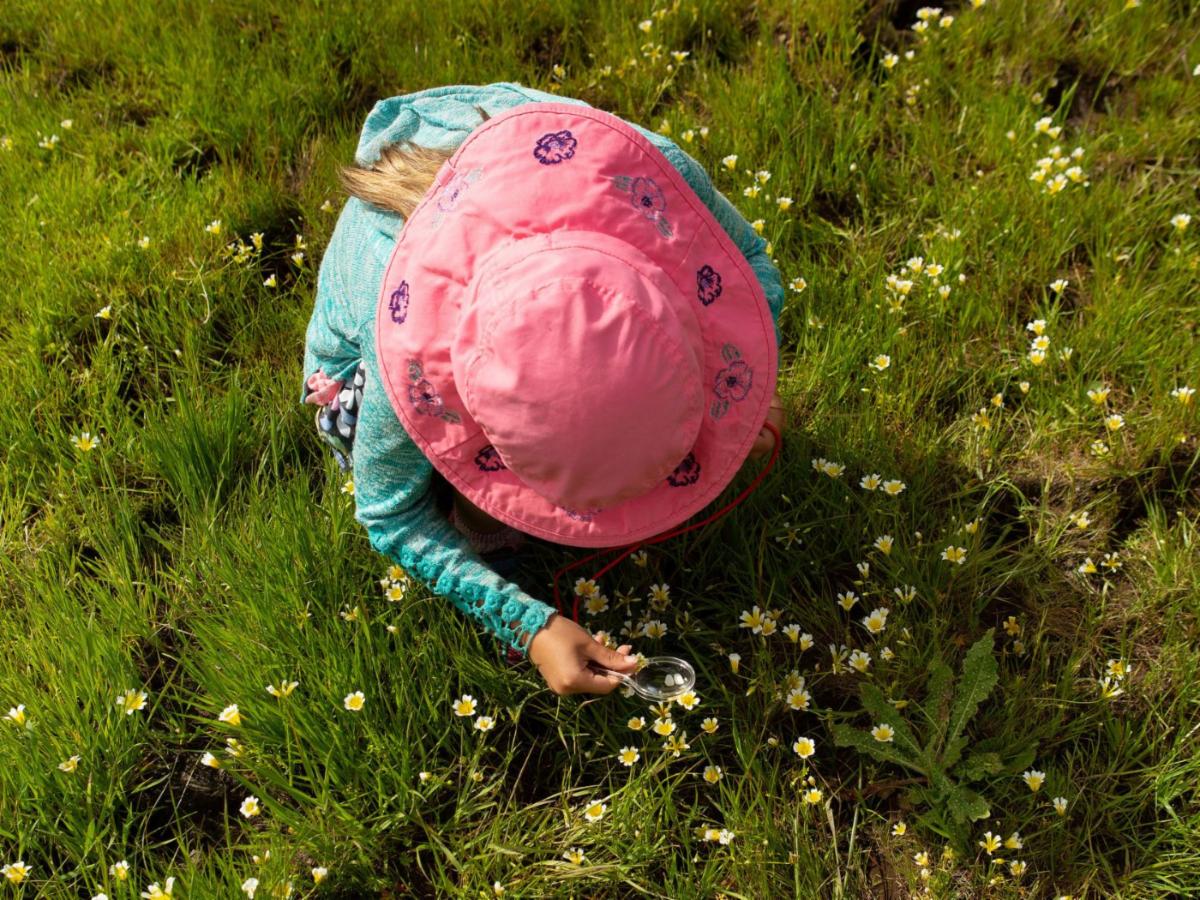 Wildflower walks