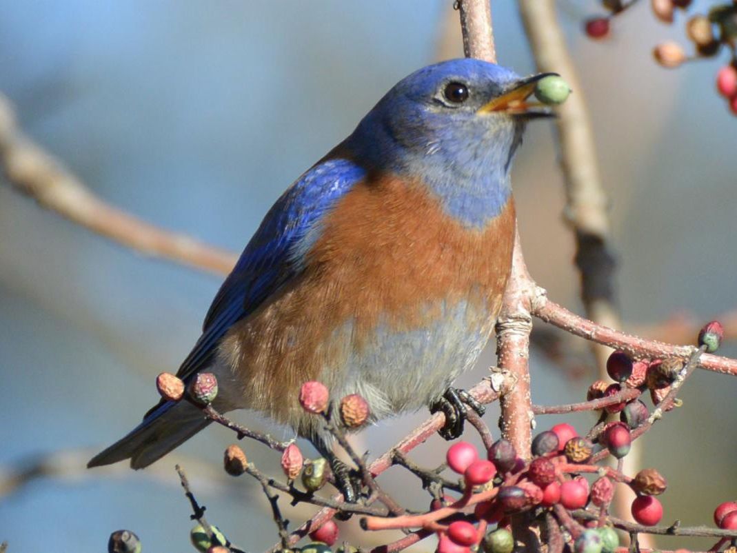 Winging it Wednesday