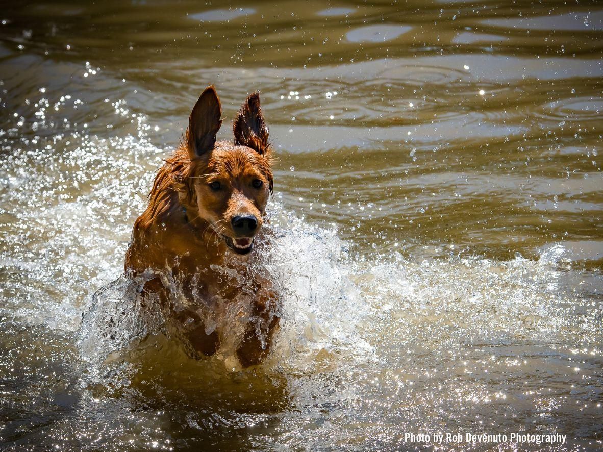dog splashing through the water