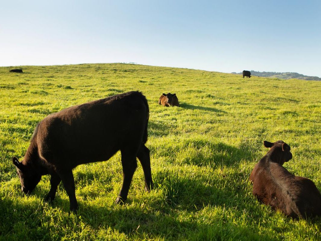 cows graze on green grass