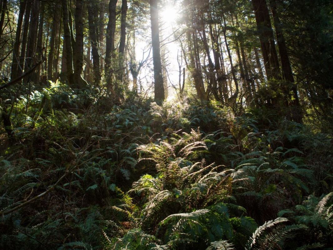 Sun shines through redwood trees illuminating green ferns below