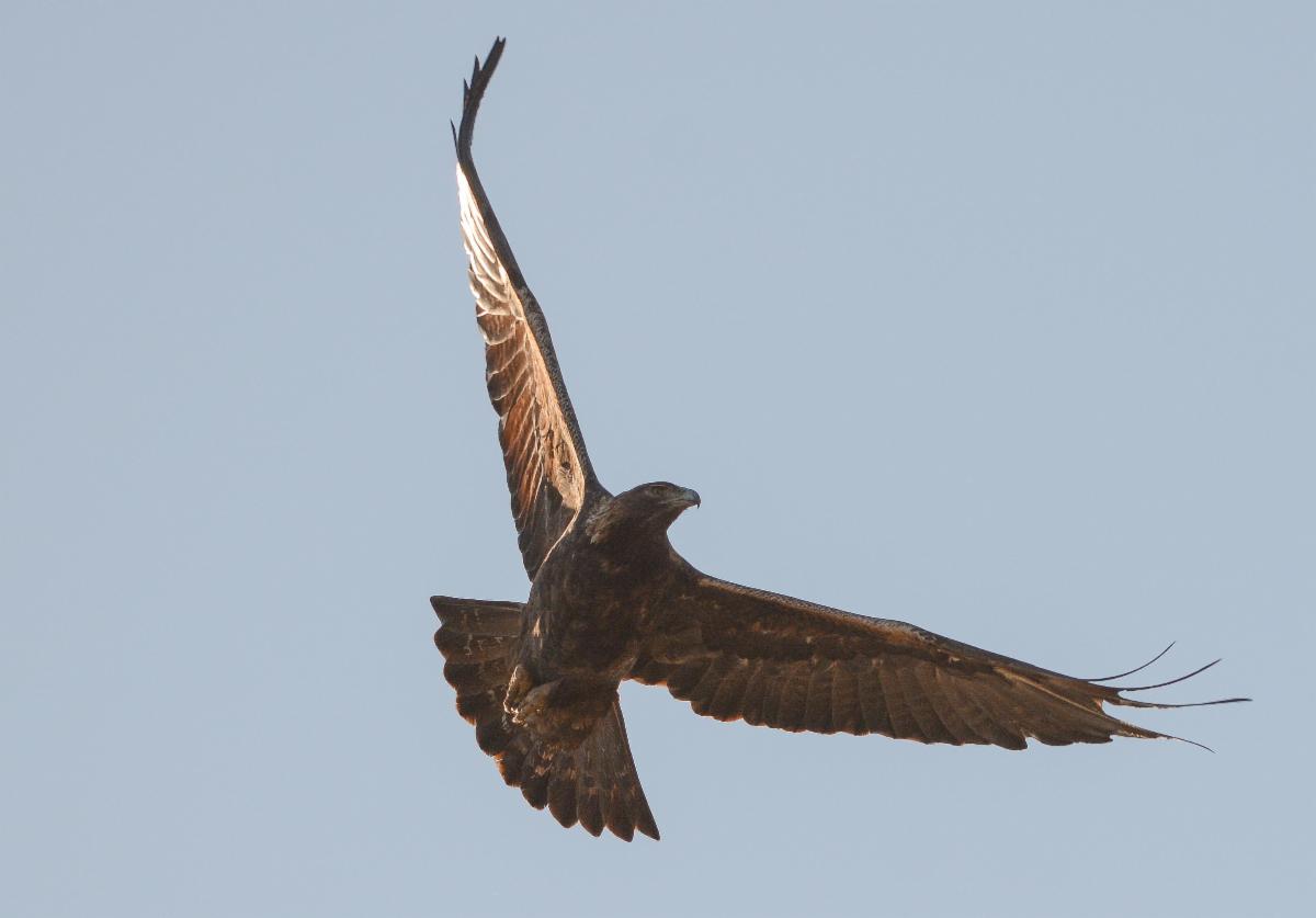 Winging it Wednesday