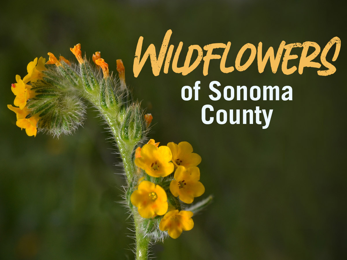 Wildflowers of Sonoma County