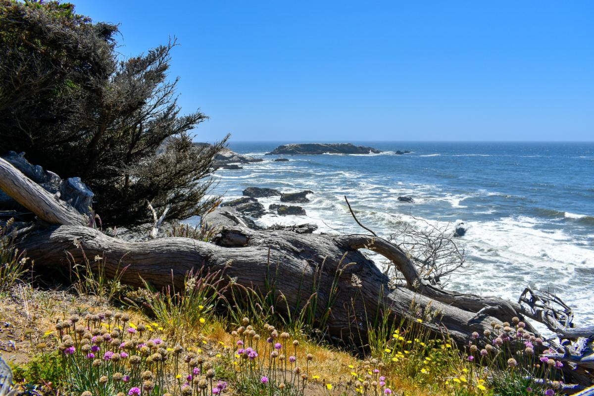 Cool trails, coastal blooms