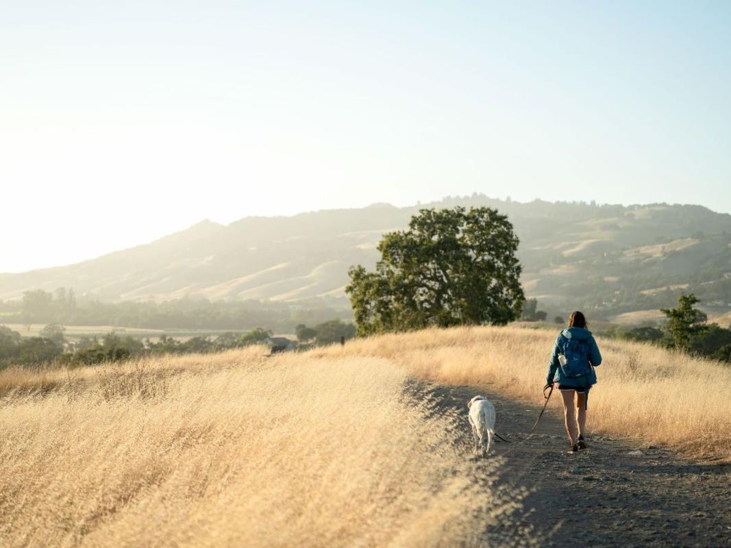 Hiker with a dog walk on a trail through golden grassland