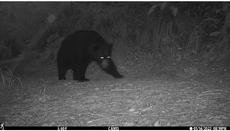 Camp clean in bear country