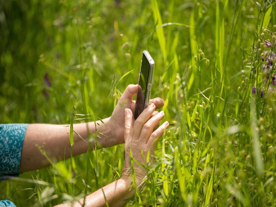 A woman takes a photo of a flower with her smartphone