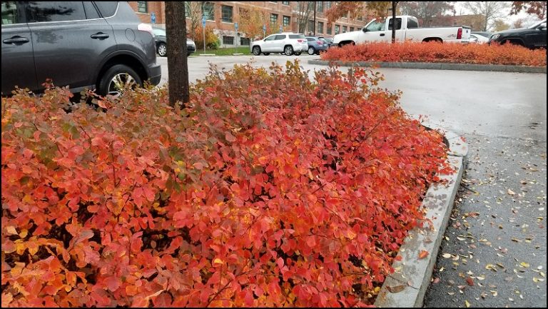 Aromatic sumac. Photo by A. Siegel-Miles