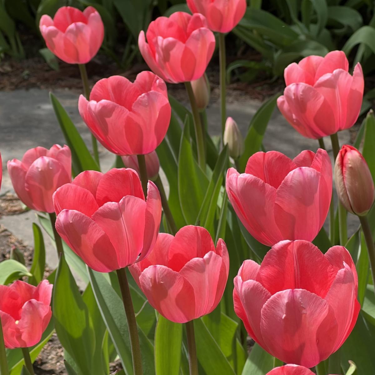 Impressive Impression Tulips
