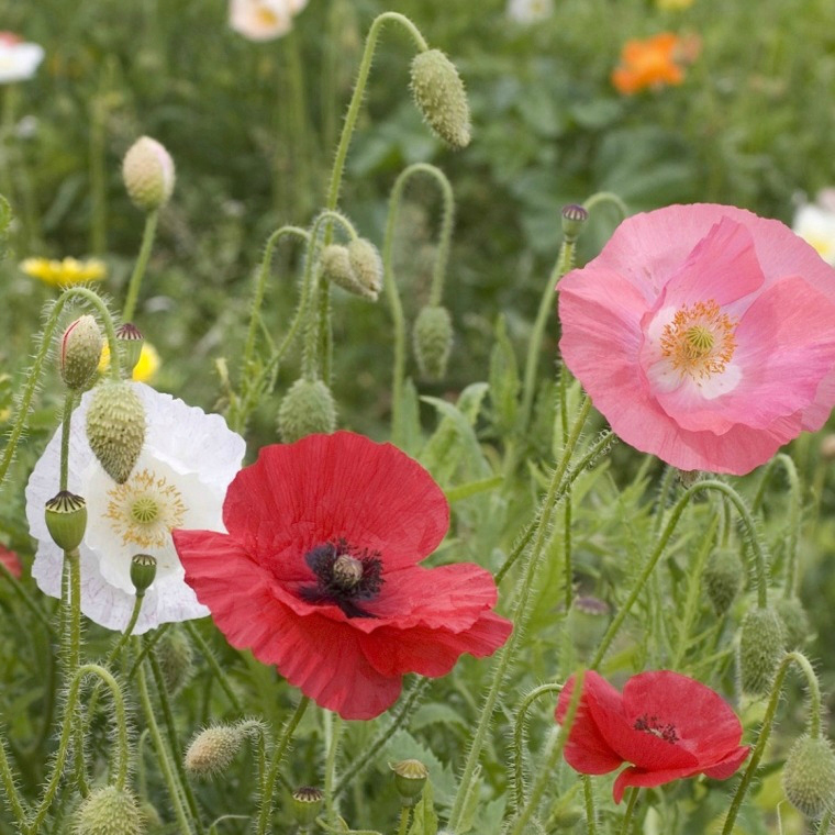 It's Time to Sow Poppy Seeds!