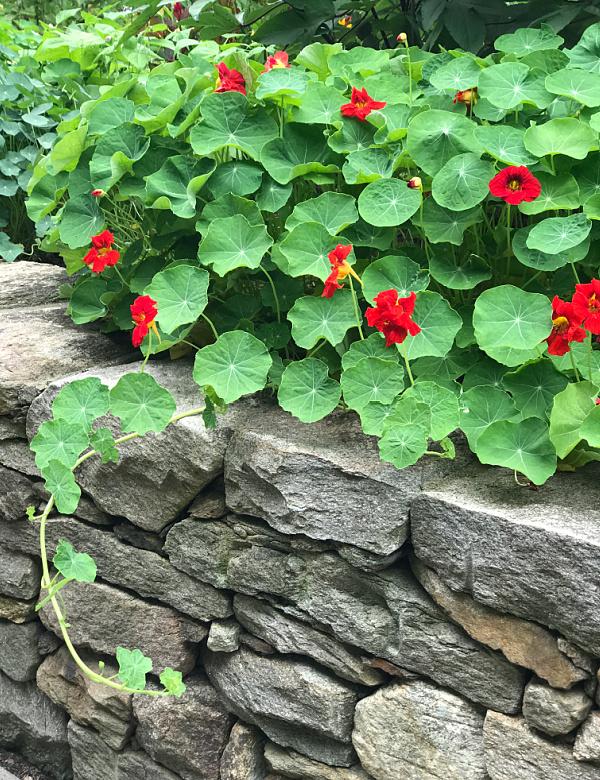 Nasturtium-Cherrelle-r.jpg