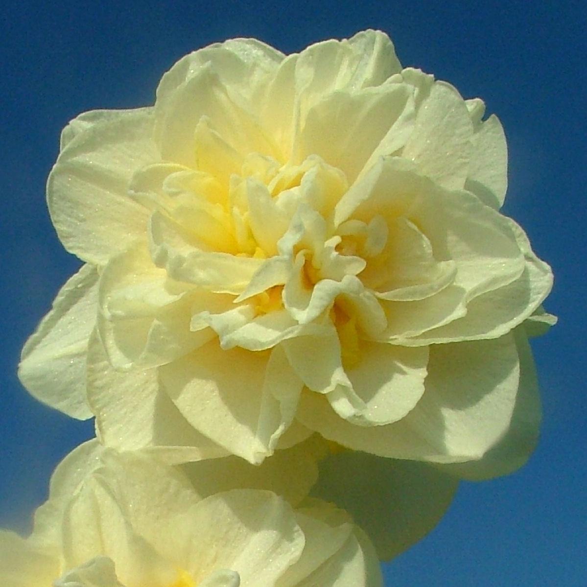 Fall 2022 Beauty from Bulbs Newbies!