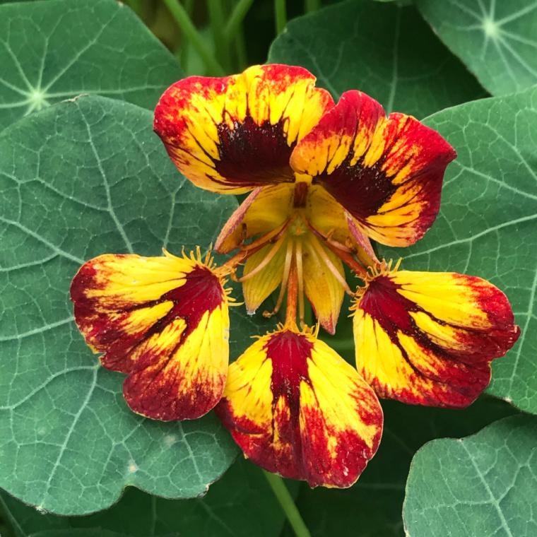 Nasturtiums Flowers You Can Eat!