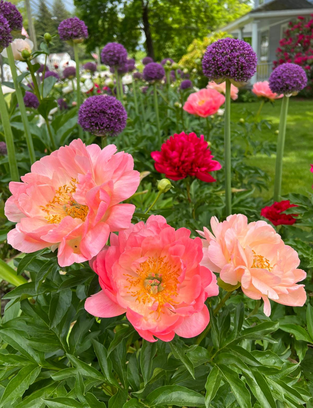 Luscious, Extravagant Peonies