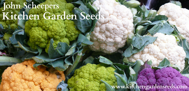 Sow It Now Cauliflower Broccoli