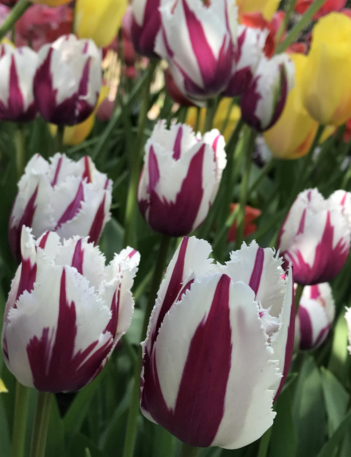 Fabulous Fringed Tulips