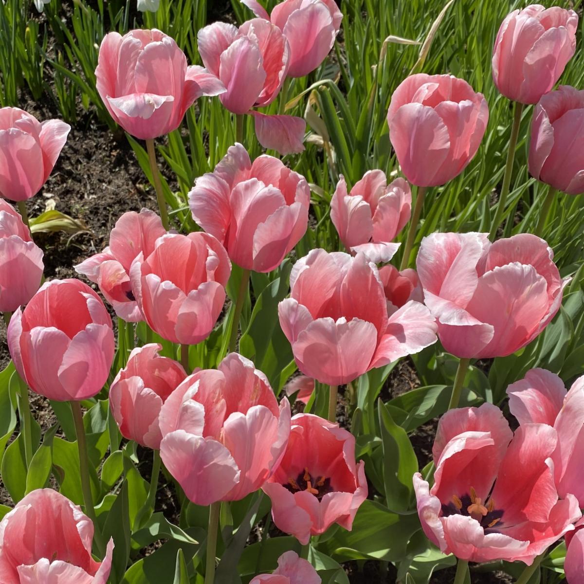 Impressive Impression Tulips