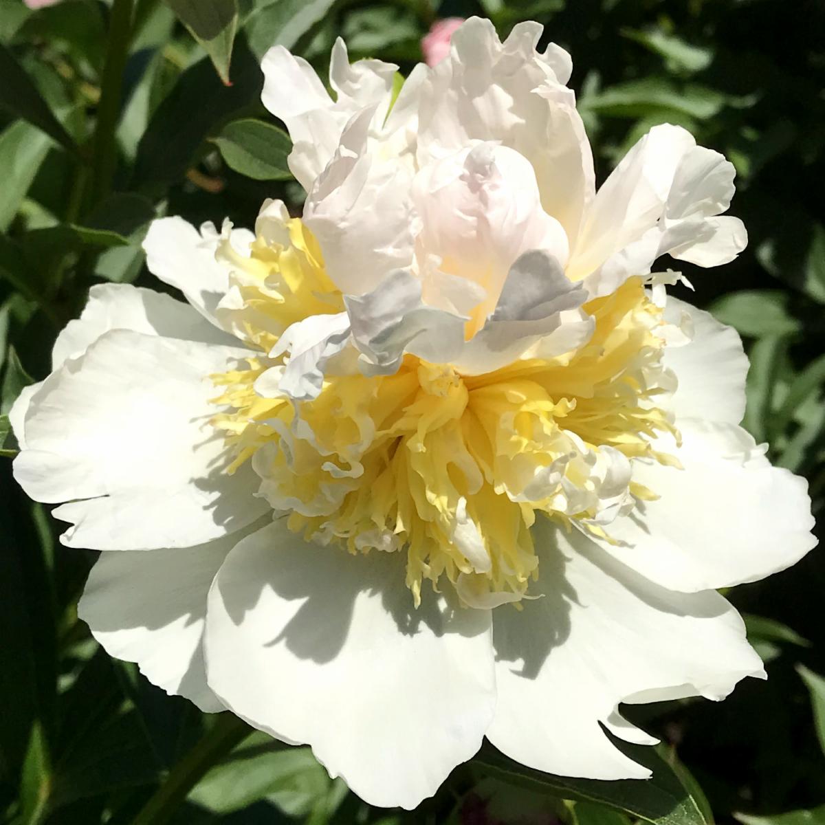 Luscious, Extravagant Peonies