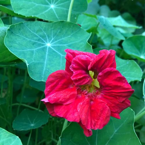 Nasturtiums Flowers You Can Eat!