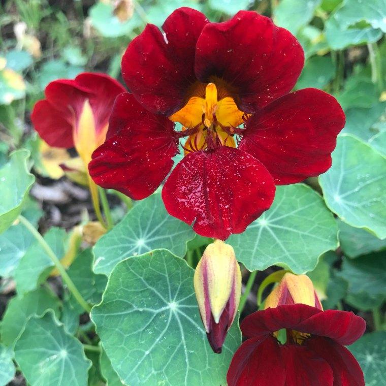 18-Nasturtium-BlackVelvet1-sq.jpg