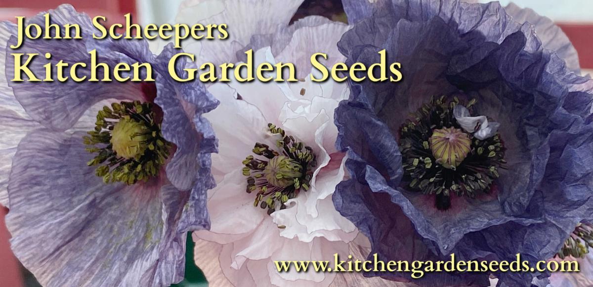 It's Time to Sow Poppy Seeds!