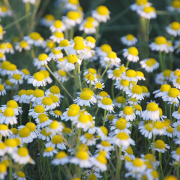 3-Chamomile-3r.jpg