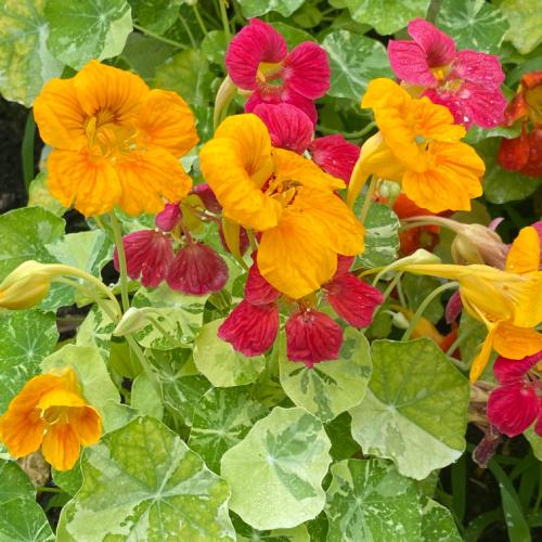 Nasturtiums Flowers You Can Eat!