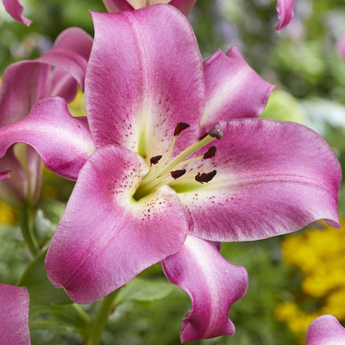 Fall 2022 Beauty from Bulbs New Lilies!
