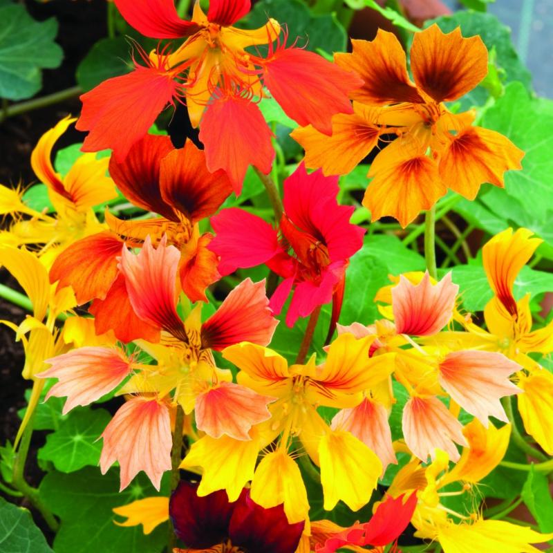Nasturtium-Phoenix-sq.jpg