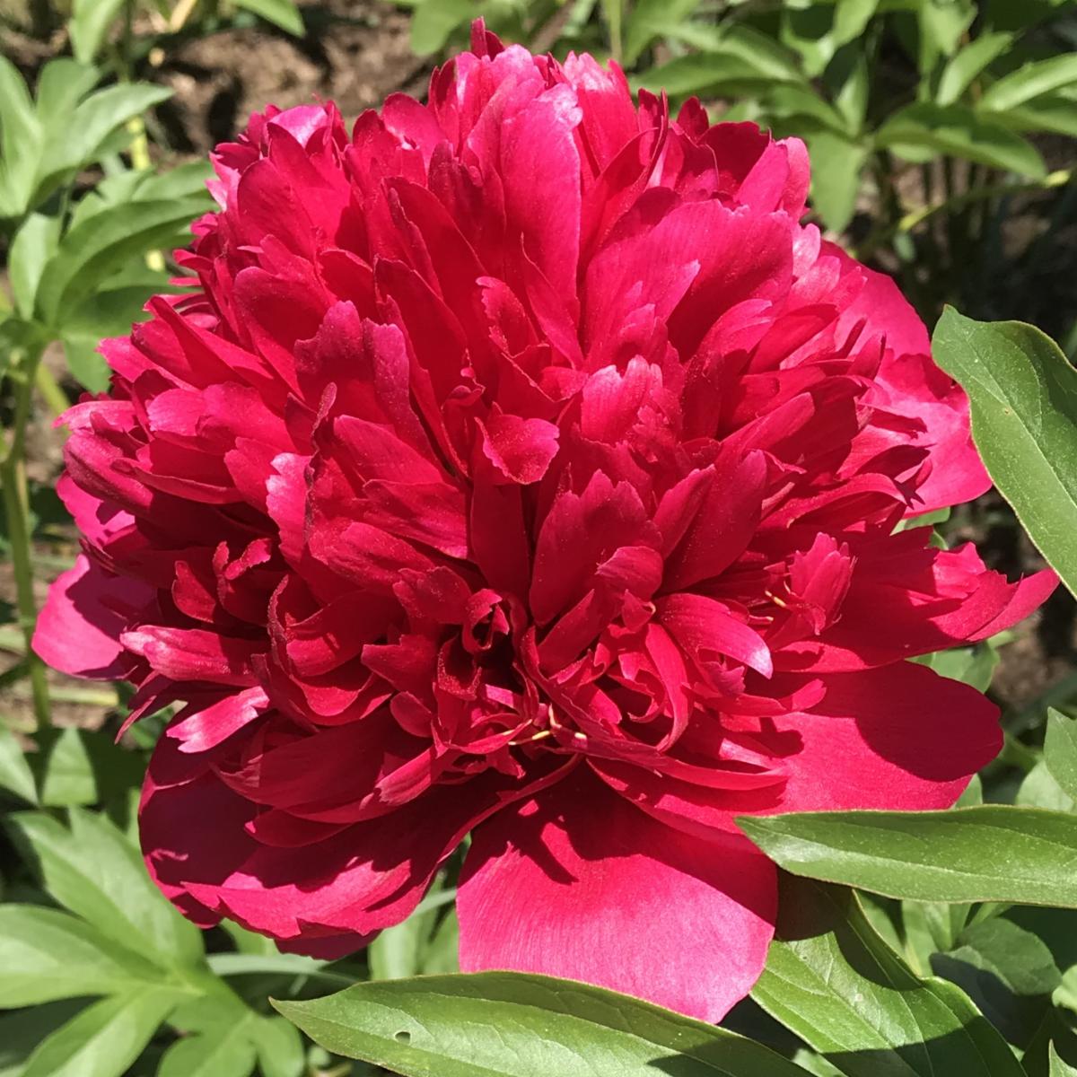 Luscious, Extravagant Peonies