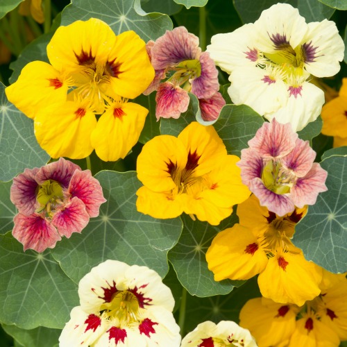 Nasturtium-LadybirdMix-sq.jpg