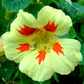 Nasturtium-PeachMelba-2r.jpg