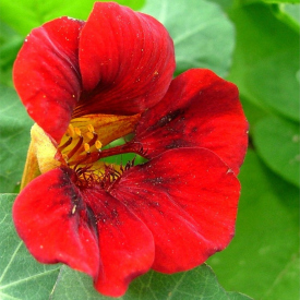 Nasturtium-EmpressOfIndia-2r.jpg