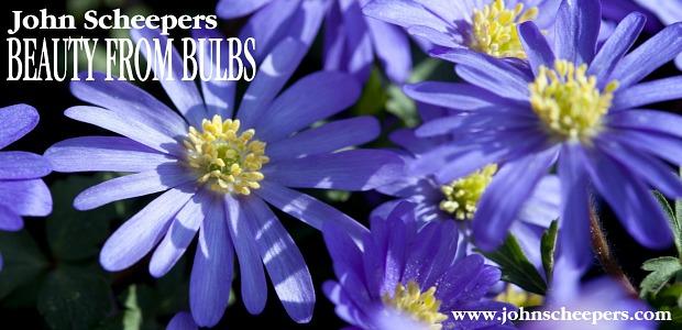 Glorious Grecian Windflowers