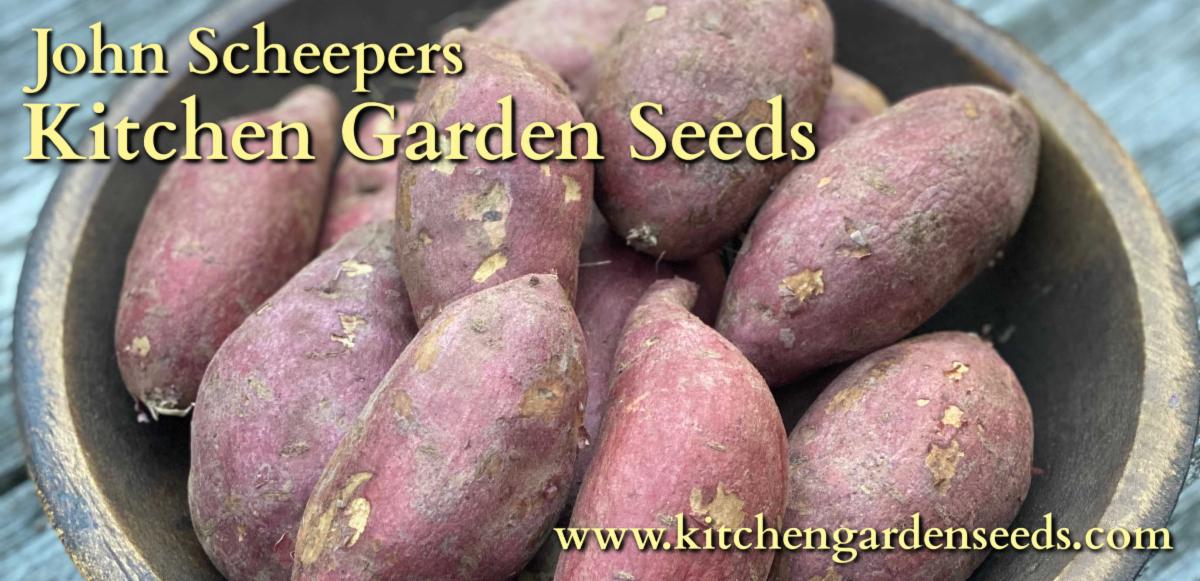 Delicious Murasaki Japanese Sweet Potatoes