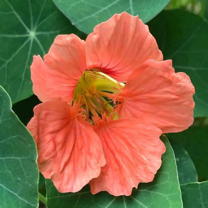 Nasturtiums Flowers You Can Eat!