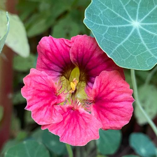 19-Nasturtium-LadybirdRose-sq.jpg