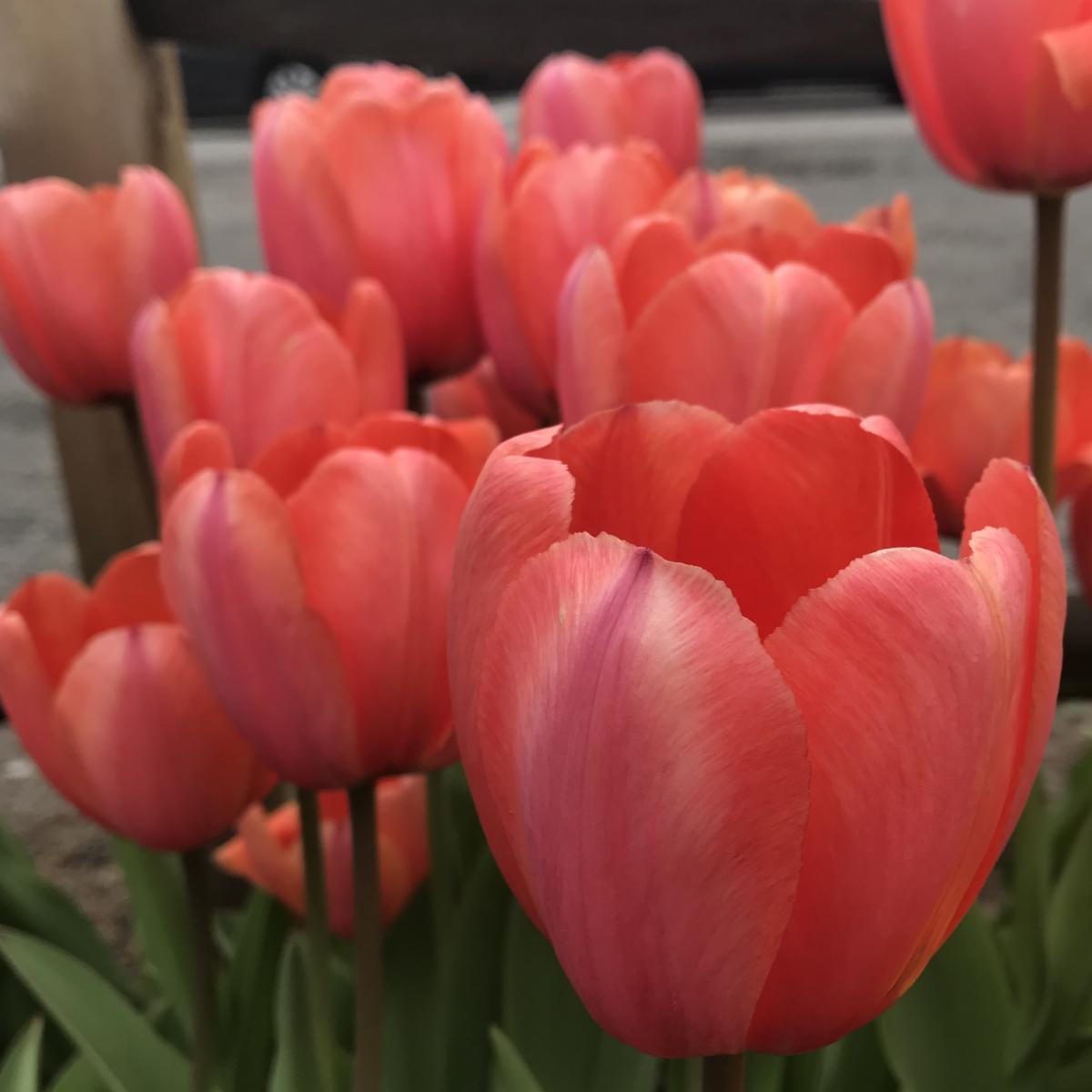 Impressive Impression Tulips