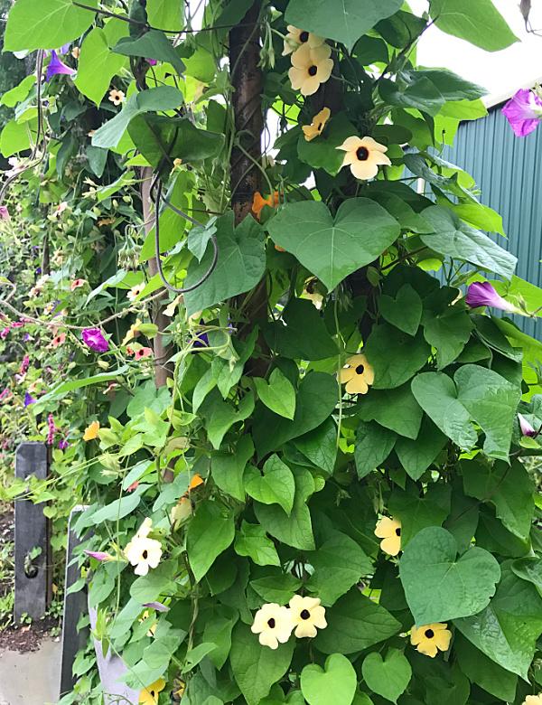 Saturday Spotlight BlackEyed Susan Vines